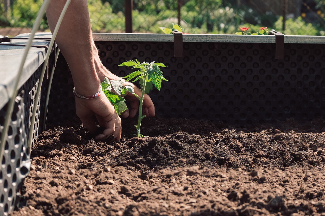 adubo para horta em casa