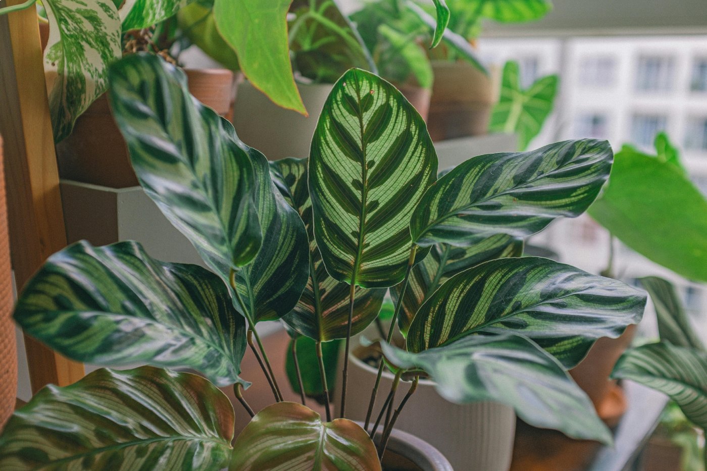 7 plantas ideais para ambientes internos no inverno - Revista IT•HOME